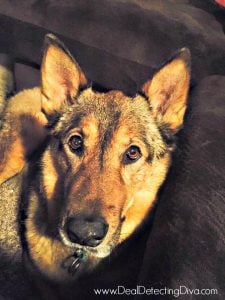 German Shepherd mix dog on a brown couch.