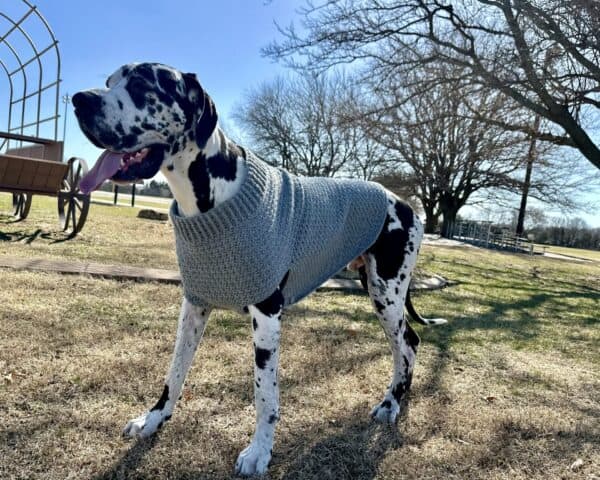 Easy Crochet Dog Sweater for Large, XL, XXL Dogs, and Giant Dogs (Printable Version) - Image 8