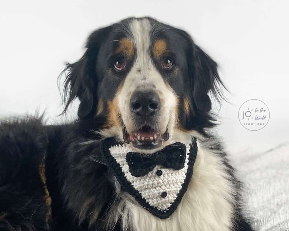 Large black, white, and brown dog wearing a Tuxedo Dog Bandana crochet pattern in black and white.