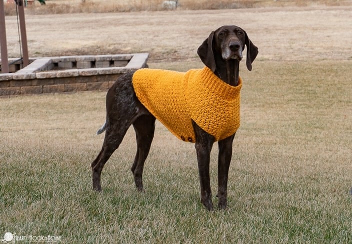 Golden colorway of the Large Dog Sweater crochet pattern on a brown dog in a grassy field.