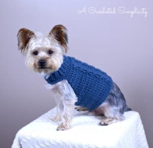 Small terrier wearing a blue Cabled Dog Sweater crochet pattern sitting on a white blanket.