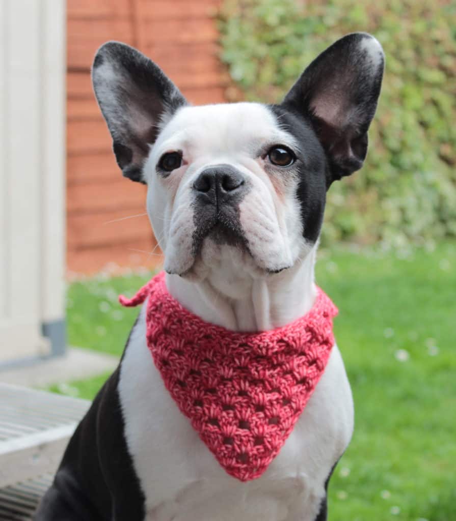 Boston Terrier wearing a pinkish colorway of the Crochet Dog Bandana pattern.