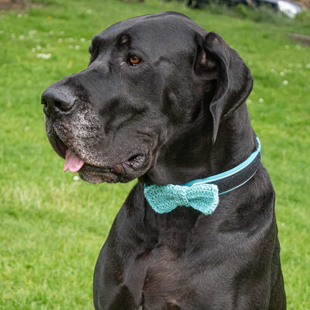 Large black Great Dane wearing a teal colored Hugo Bow Tie crochet pattern.