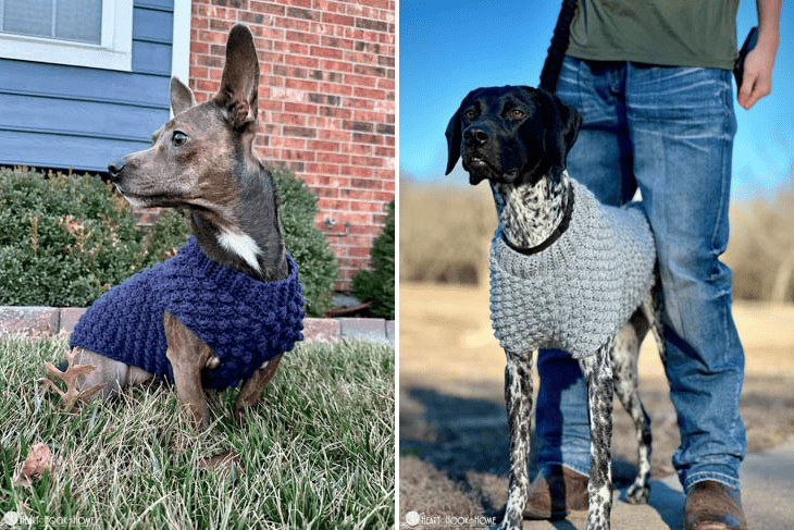 wild berry dog sweater crochet pattern
