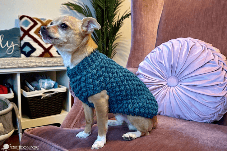 Example of the XS size of the Tiny Berry Dog Sweater
