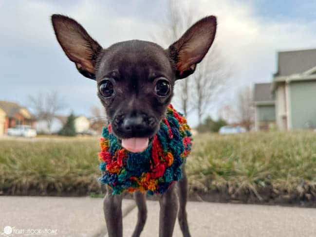 Tiny Berry Dog Sweater on funny dog