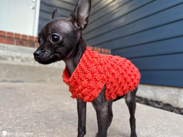 Tiny Berry crochet dog sweater pattern on a very small black dog.