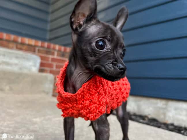 Tiny Berry Dog Sweater on Chihuahua 