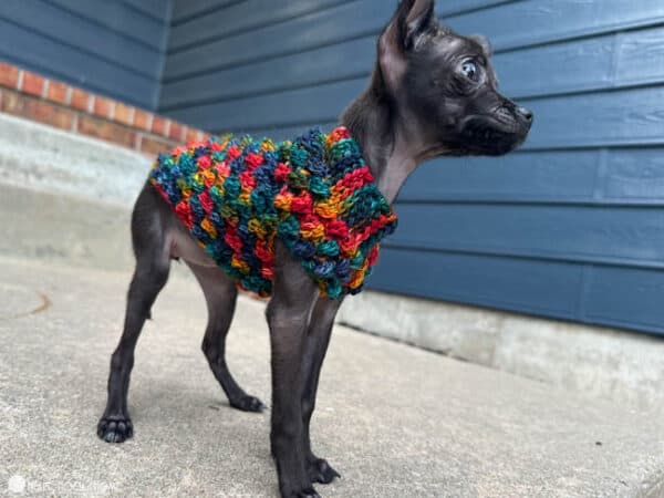 Extra small dog wearing the Tiny Berry Dog crochet pattern.