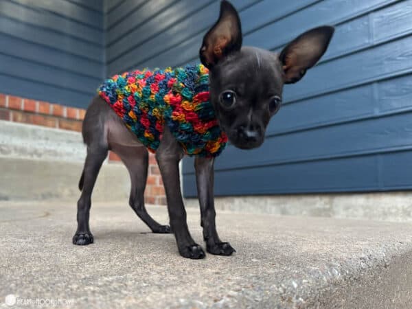 tiny dog sweater free crochet pattern