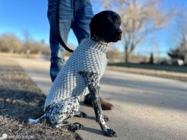 Large size of Wild Berry Dog Sweater