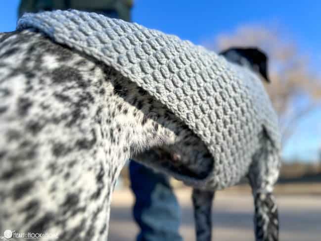 Large size of Wild Berry Dog Sweater