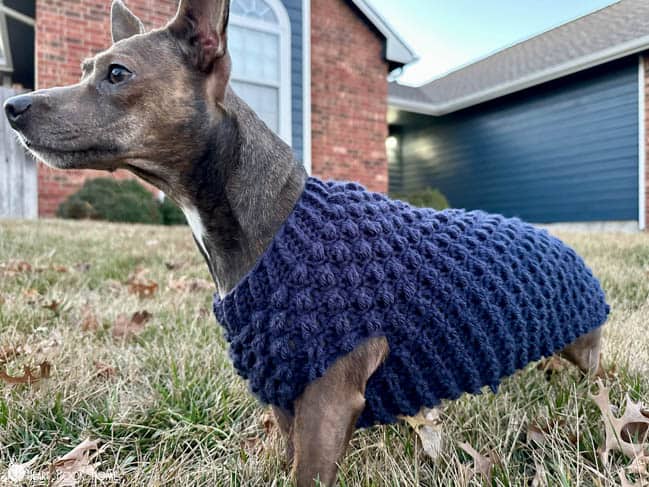 dachshund dog sweater crochet