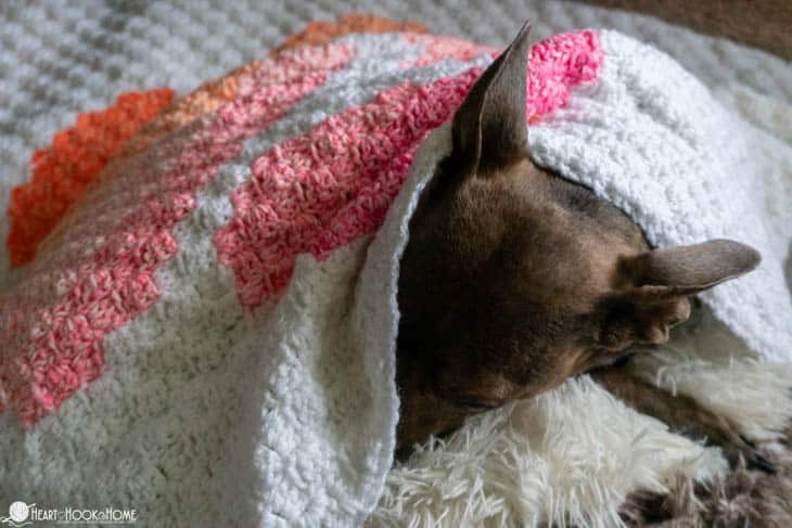 C2C Paw Print Kennel Blanket crochet pattern with a small brown dog cuddled under it.
