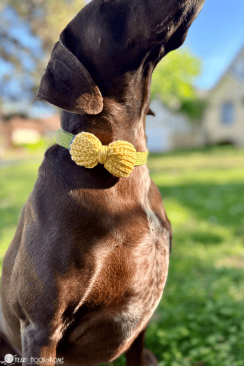 Bow tie for dogs