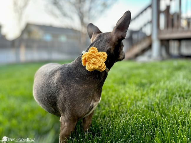 Yellow flower version of the Dog Collar Embellishment crochet pattern on a small brown dog standing in grass.