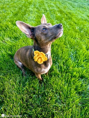 Dog Collar Embellishment crochet pattern in a yellow colorway of the flower version on a small brown dog.