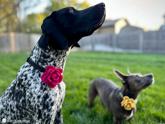 Dog Collar Embellishment crochet pattern in yellow and pink colorways of the flower version on a large size black and white dog and small brown dog.