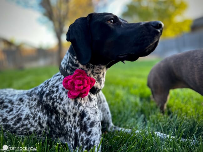Dog Collar Embellishment crochet pattern in a pink colorway of the flower version on a black and white dog.