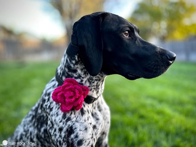 dog collar flower pattern