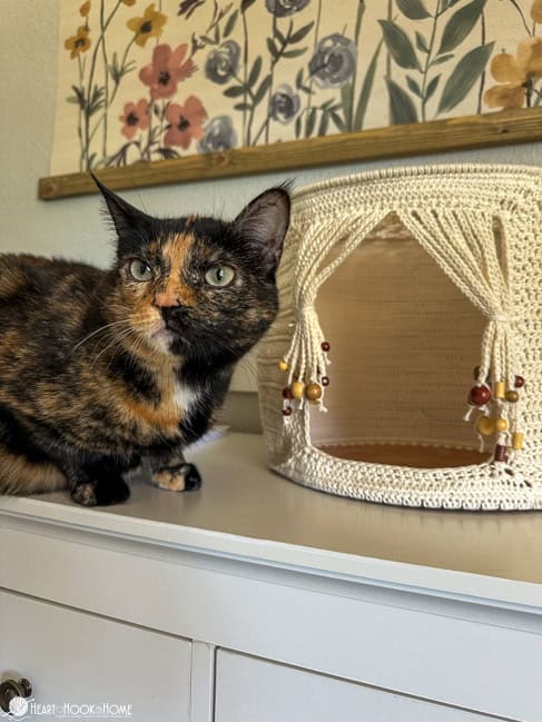 Calico cat on a shelf with a sample of the Crochet Cat Cave with beads.