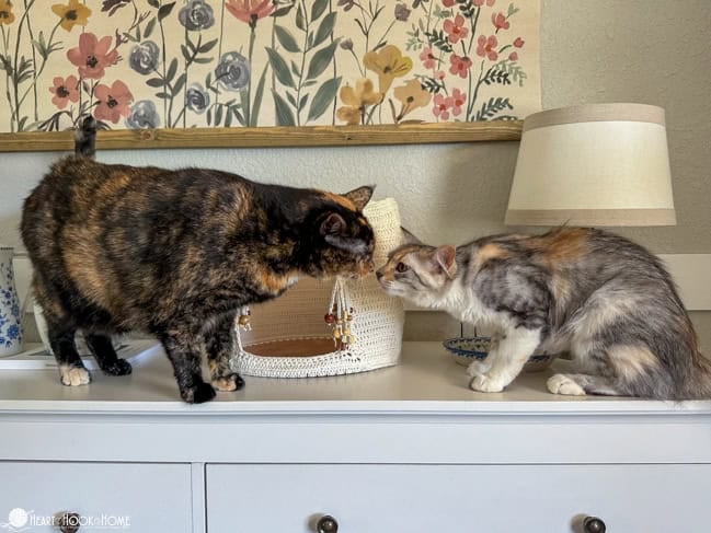 Two cats sniffing noses in front of the Crochet Cat Cave with optional beads