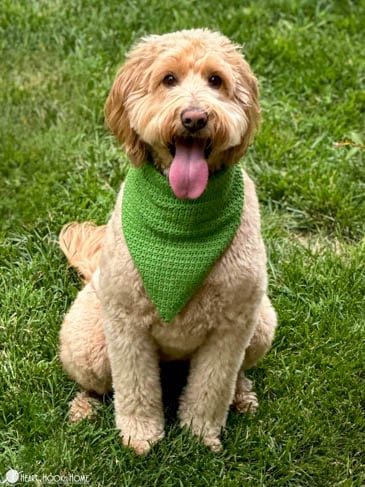 golden doodle with green crocheted dog bandana