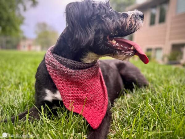 black dog with red bandana