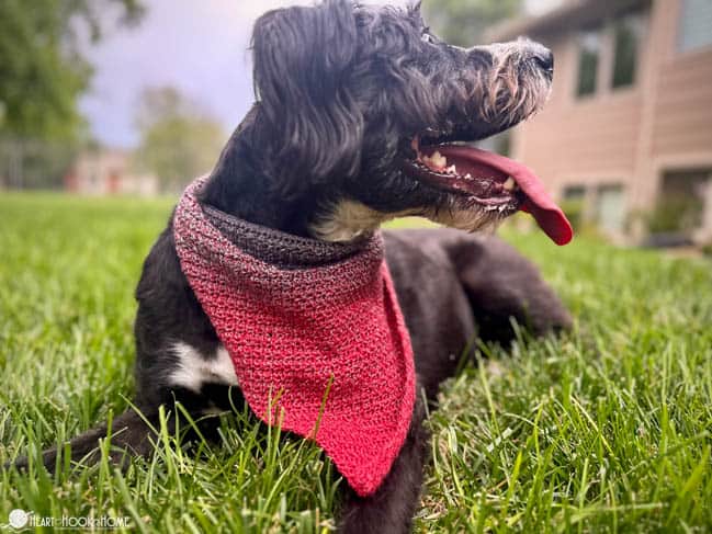 black dog with red bandana