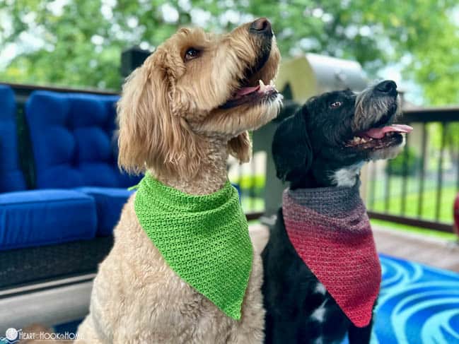 dogs wearing crochet bandanas