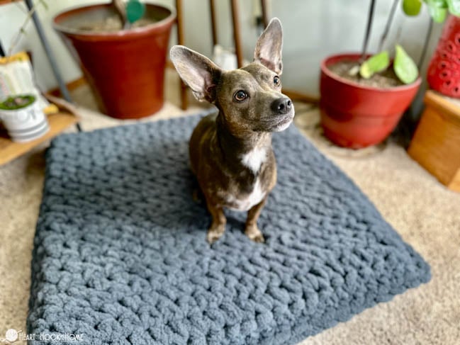 dog on square dog bed crochet