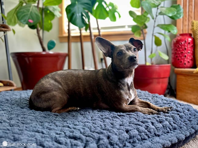 Small, brown mixed breed dog laying on a Charcoal Grey colorway of Mainstays Chenille yarn example of the Dog Bed crochet Pattern with plants in red pots in the background.