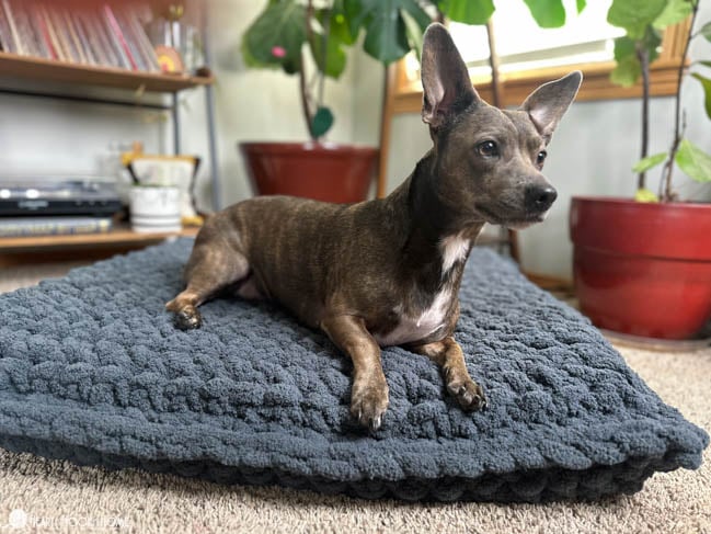 dog on crocheted dog bed