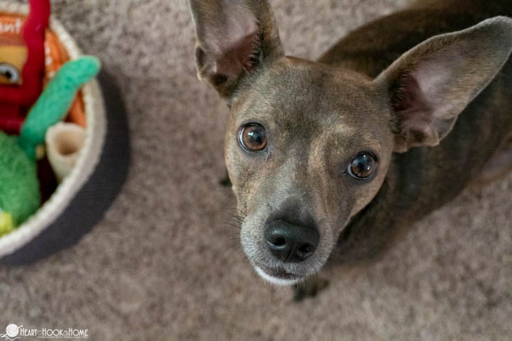 Small Brown dog.