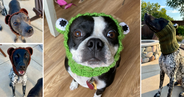 dogs wearing crochet snoods