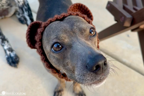 brown dog in bear costume