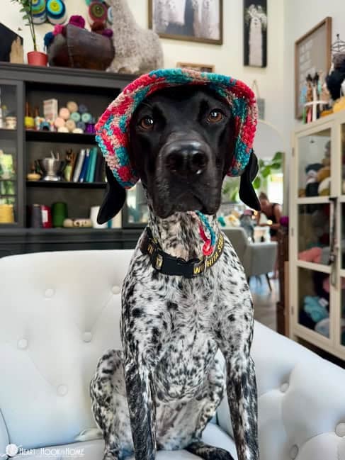 GSP wearing a crocheted dog bucket hat