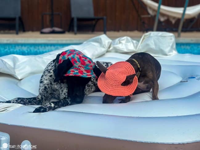 dogs on a raft with crocheted bucket hats