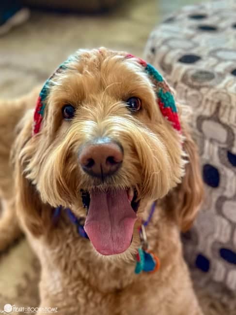 golden doodle wearing a crochet bucket hat for dogs