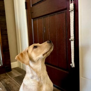 Potty Training Bells (Printable Version)