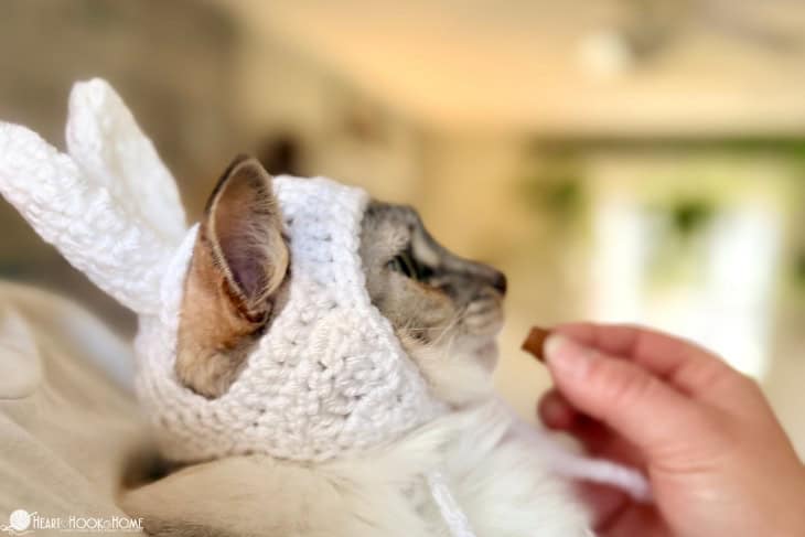 white crocheted bunny hat on a cat